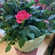 A pink rose in a ceramic pot
