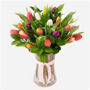 British Rainbow tulips
