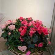 Large planted basket 