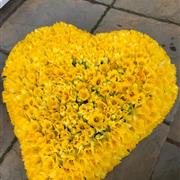 Daffodil heart