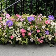 Window sill Arrangement 