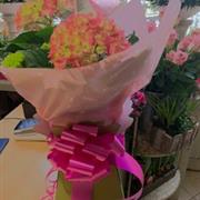 Pink  hydrangea in a gift box