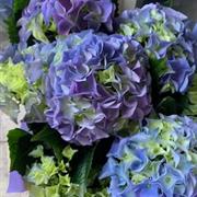 Blue hydrangea Plant