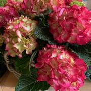 Red Hydrangea 