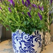 Blue single Campanula Plant