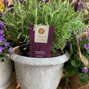 Lavender Plant in creamic Pot