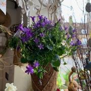 Hanging Campanula Plant