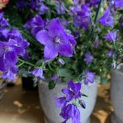 Campanula Plant in a Creamic