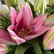 Oriental Lillies