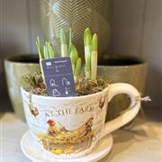 At the Farm cup &amp; sauce of daffs with chocolates 