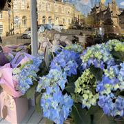 Blue Hydrangea in gingham gift box