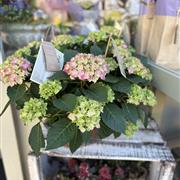 Pink hydrangea in a gingham gift box