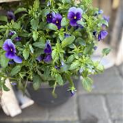 Purple viola patio plant