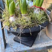 White hyacinths in a creamic pot