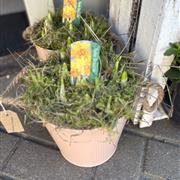 Tete a tete in a peach zinc bucket with chocolates 